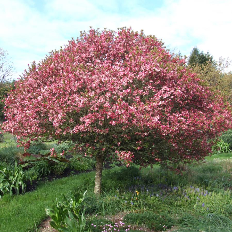 Coralburst Crabapple - LandscapeDirect