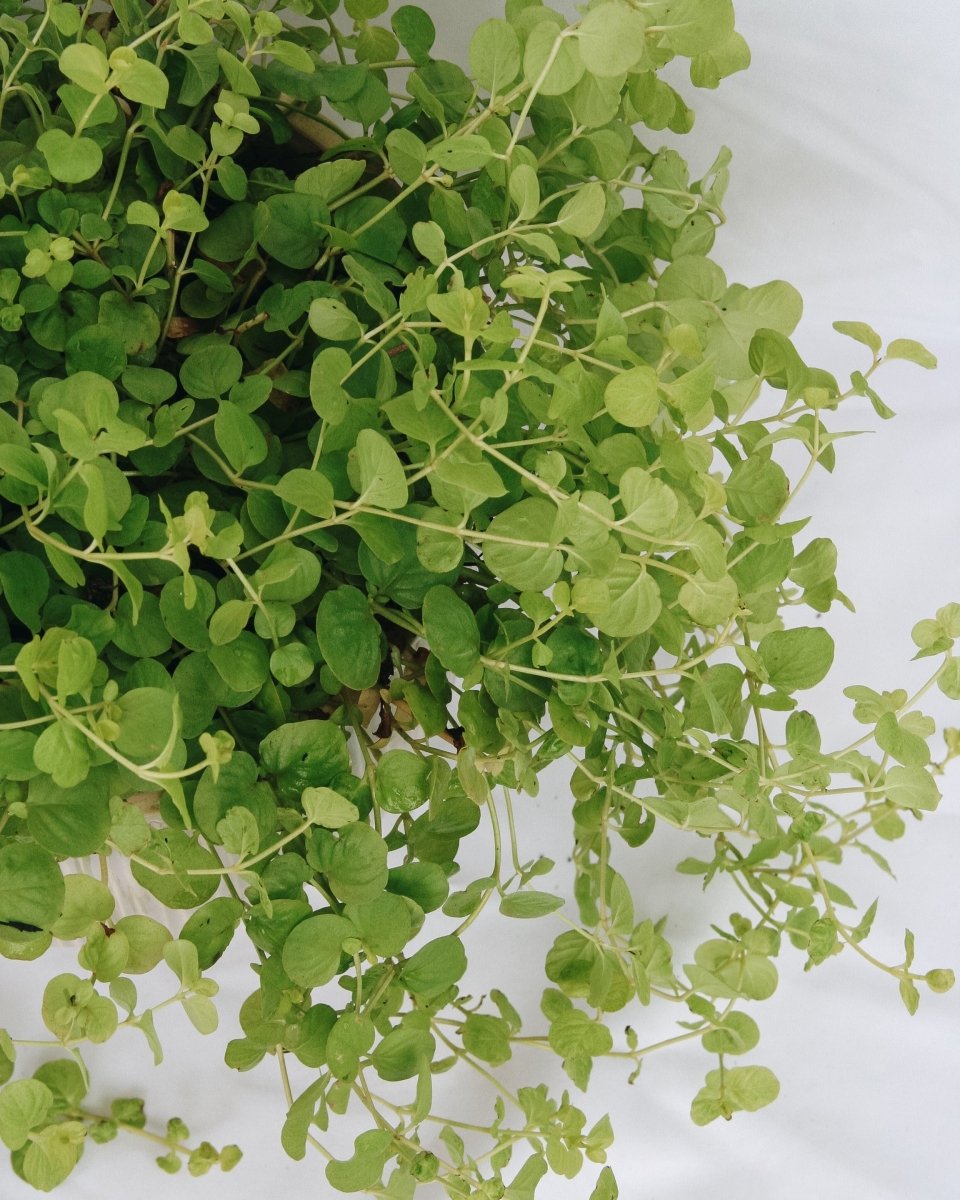 Creeping Jenny 'Goldilocks' - LandscapeDirect