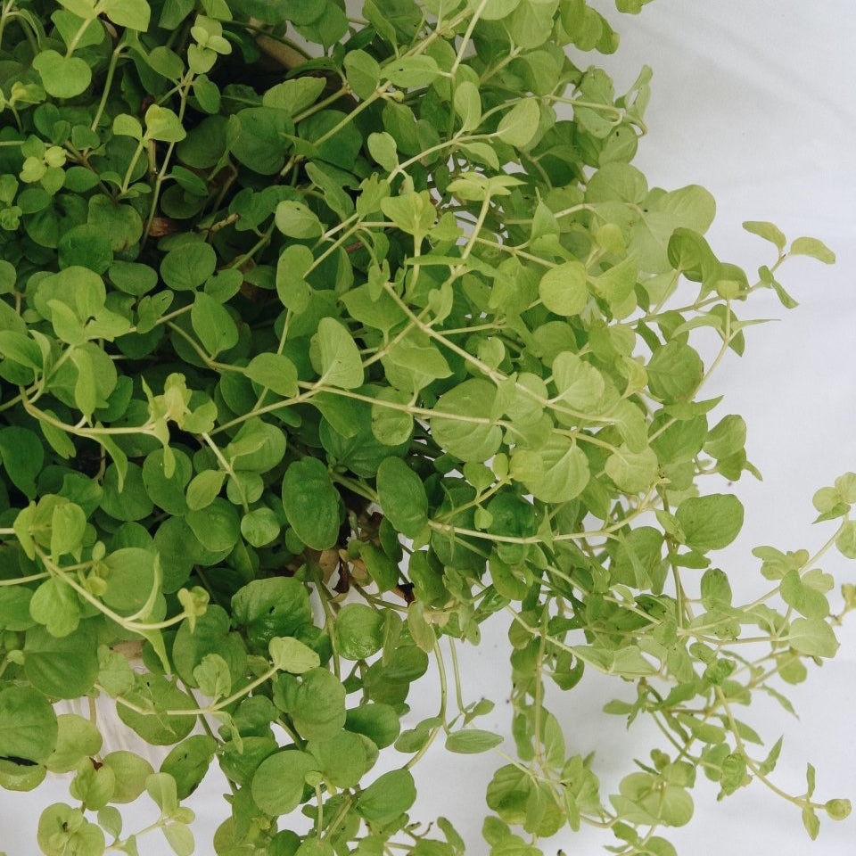 Creeping Jenny 'Goldilocks' - LandscapeDirect