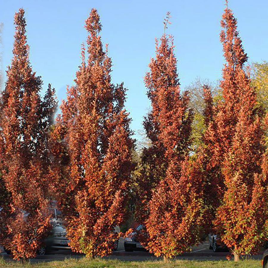 Crimson Spire Oak - LandscapeDirect