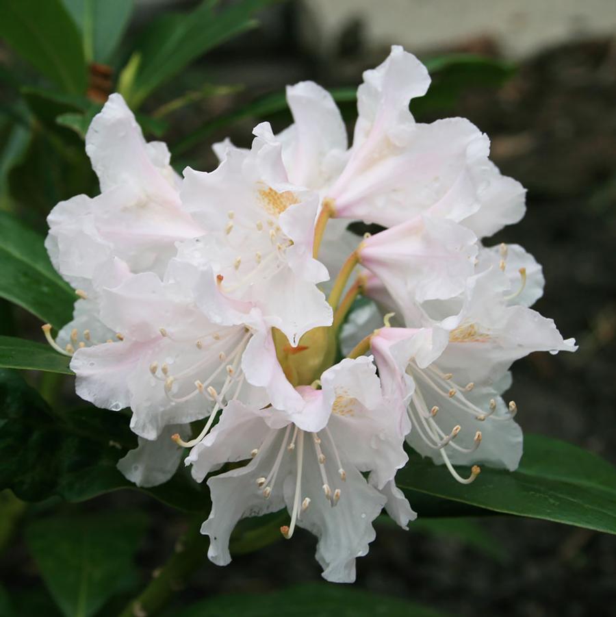 Cunningham's White Rhododendron – LandscapeDirect