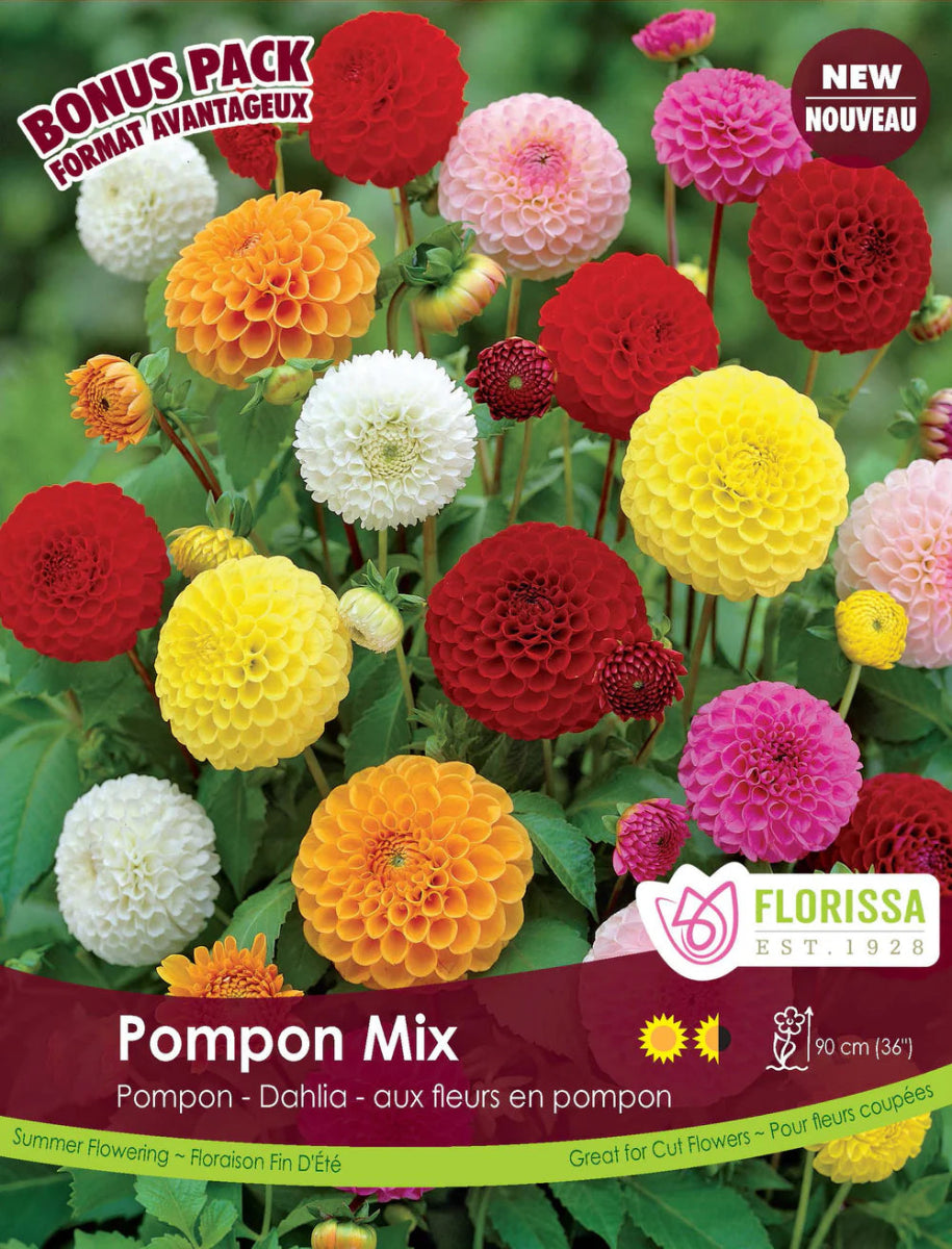 Dahlia Pompon Mix - LandscapeDirect