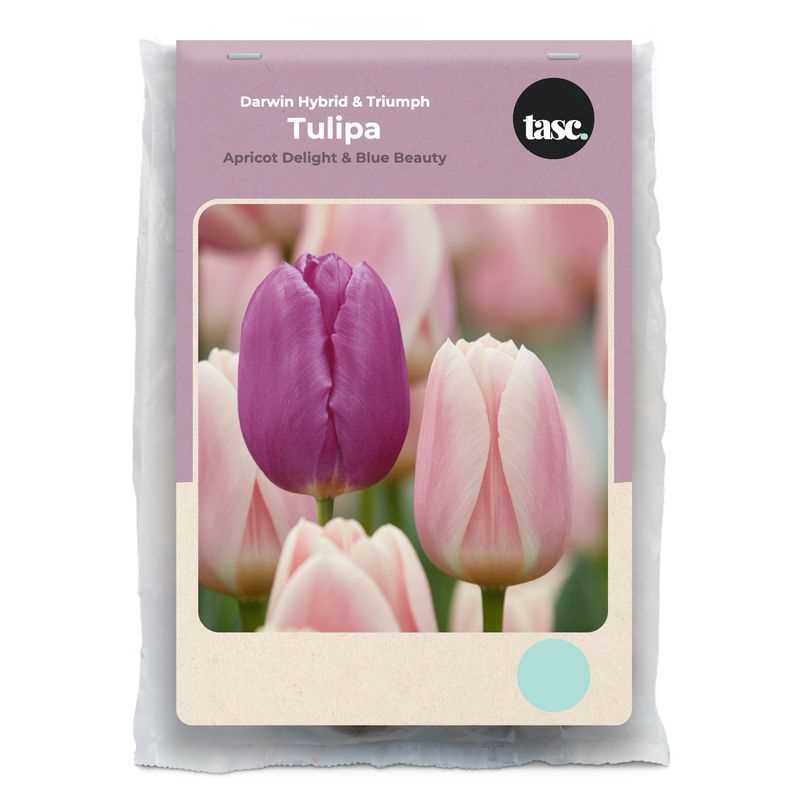 Darwin Hybrid & Triumph Apricot Delight & Blue Beauty Tulip - LandscapeDirect