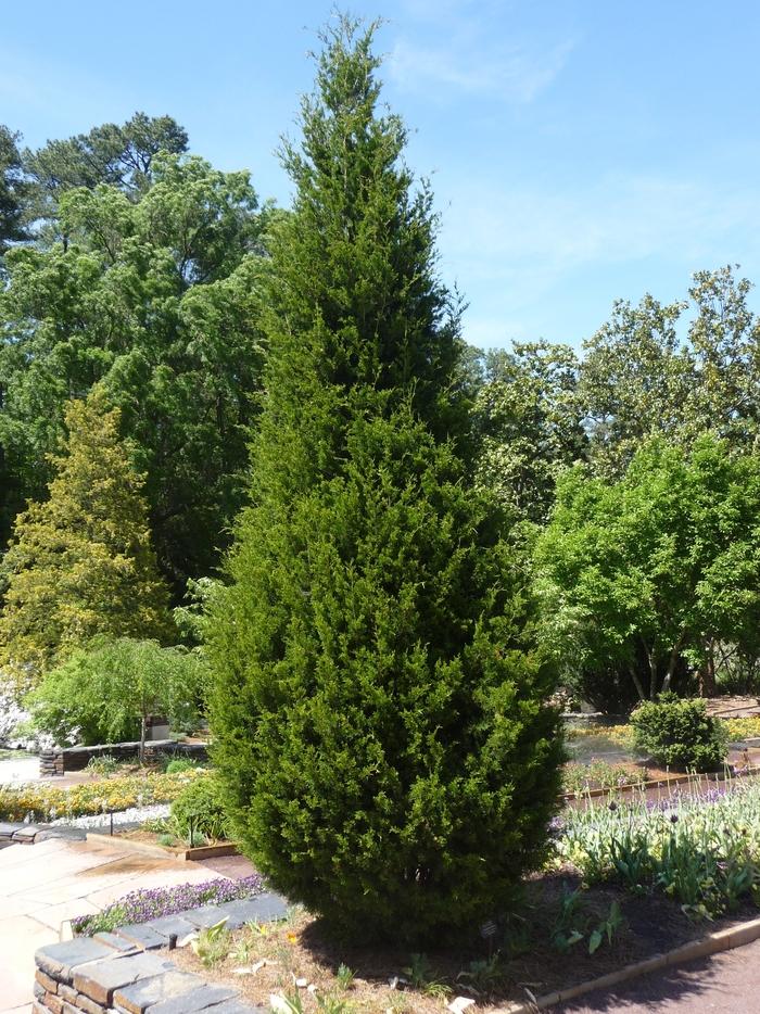 Degroot's Spire Arborvitae - LandscapeDirect