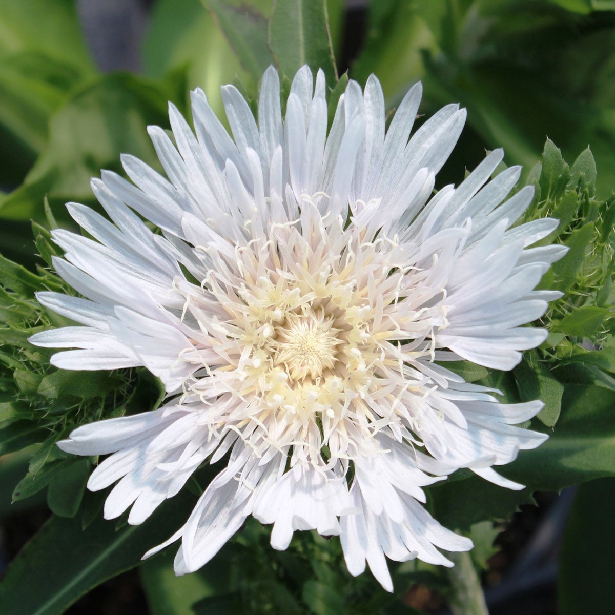 Divinity Stokes' Aster - LandscapeDirect