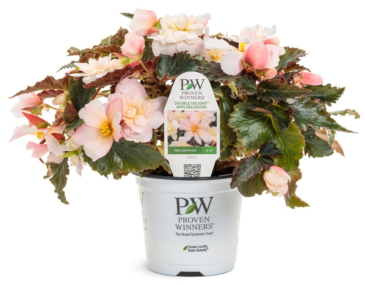 Double Delight Appleblossom Begonia - LandscapeDirect