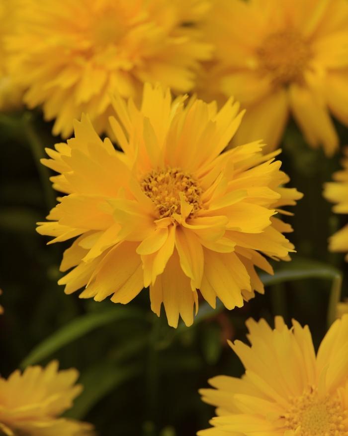 Double the Sun Coreopsis - LandscapeDirect
