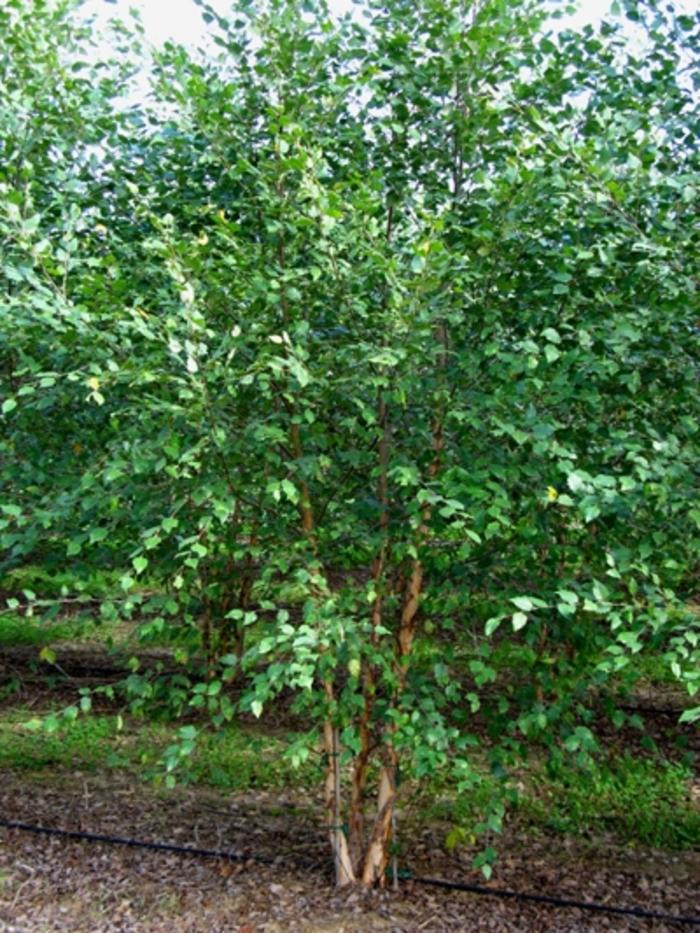 Dura Heat River Birch - Clump - LandscapeDirect