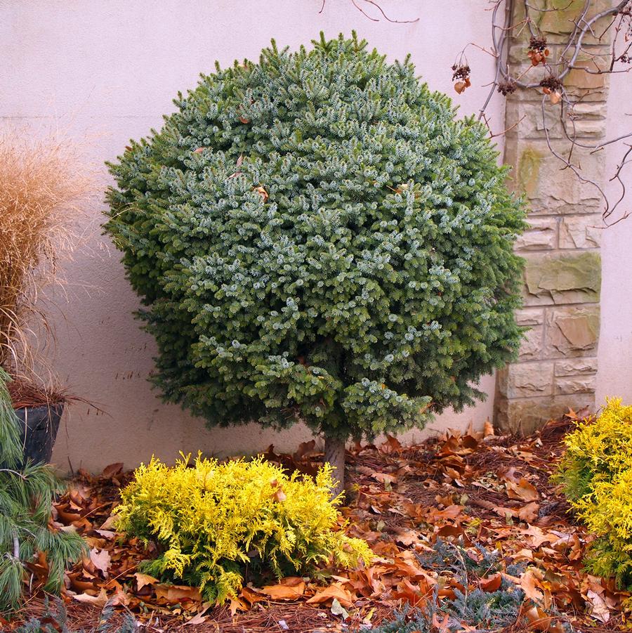 Dwarf Serbian Spruce - Standard - LandscapeDirect