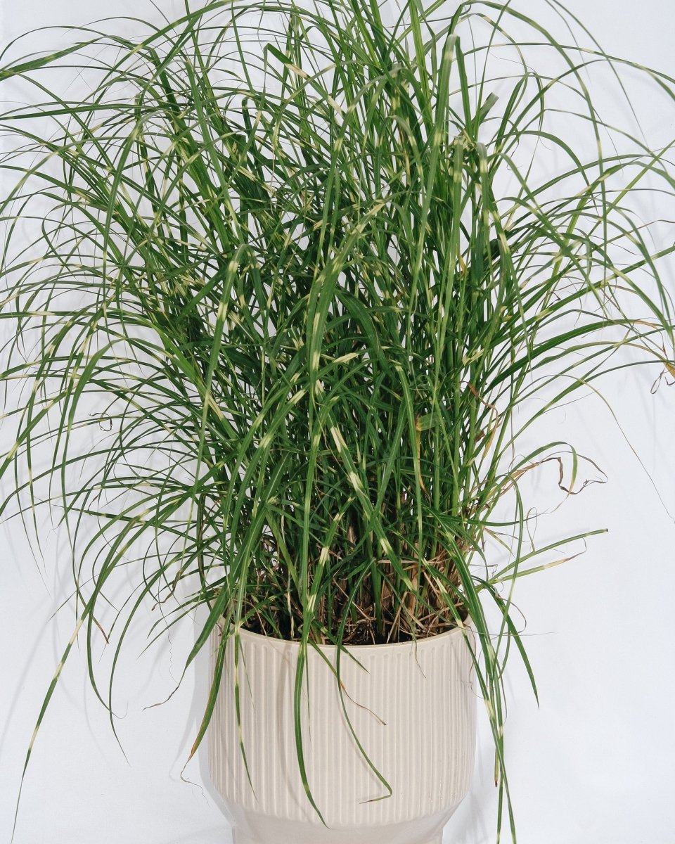 Dwarf Zebra Grass - LandscapeDirect