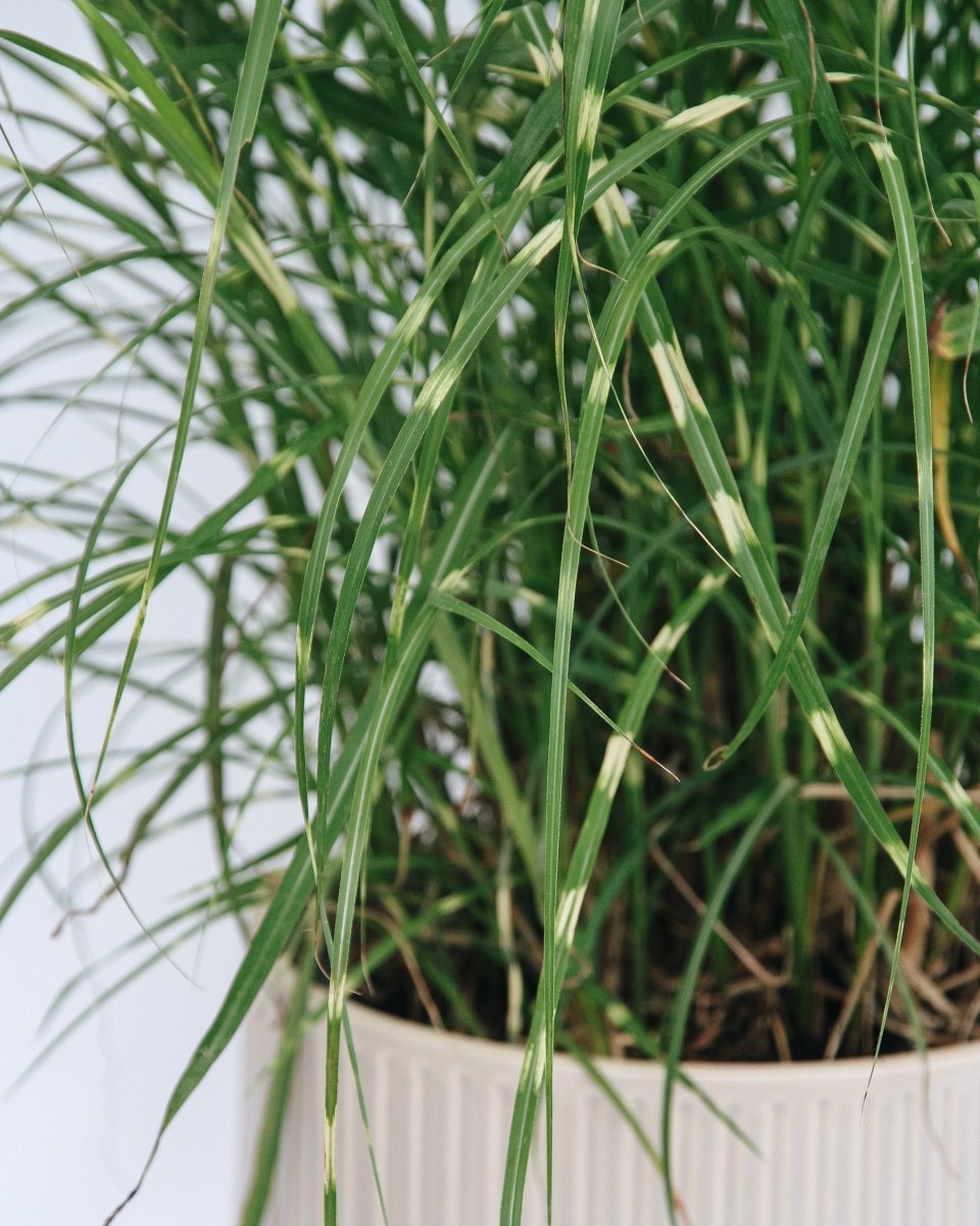 Dwarf Zebra Grass - LandscapeDirect