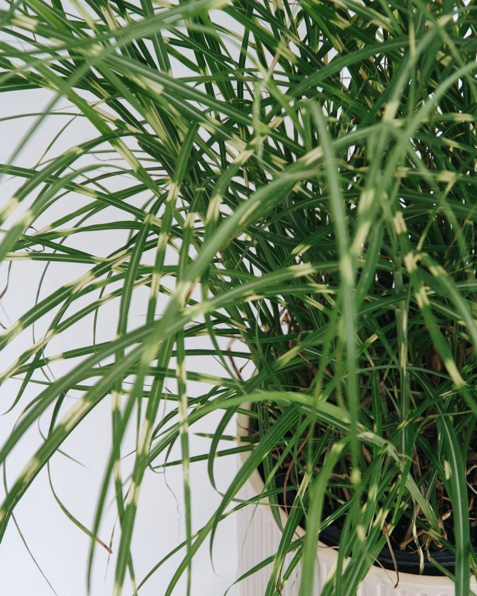 Dwarf Zebra Grass - LandscapeDirect