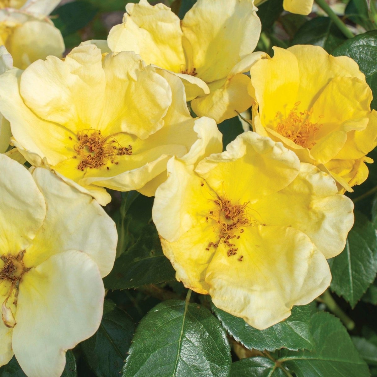 Easy Bee - zy Knock Out Rose - LandscapeDirect