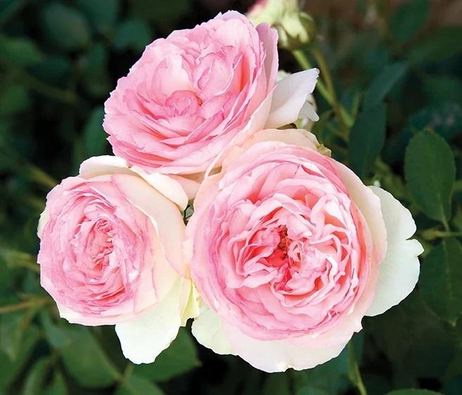 Eden Climber Rose - LandscapeDirect