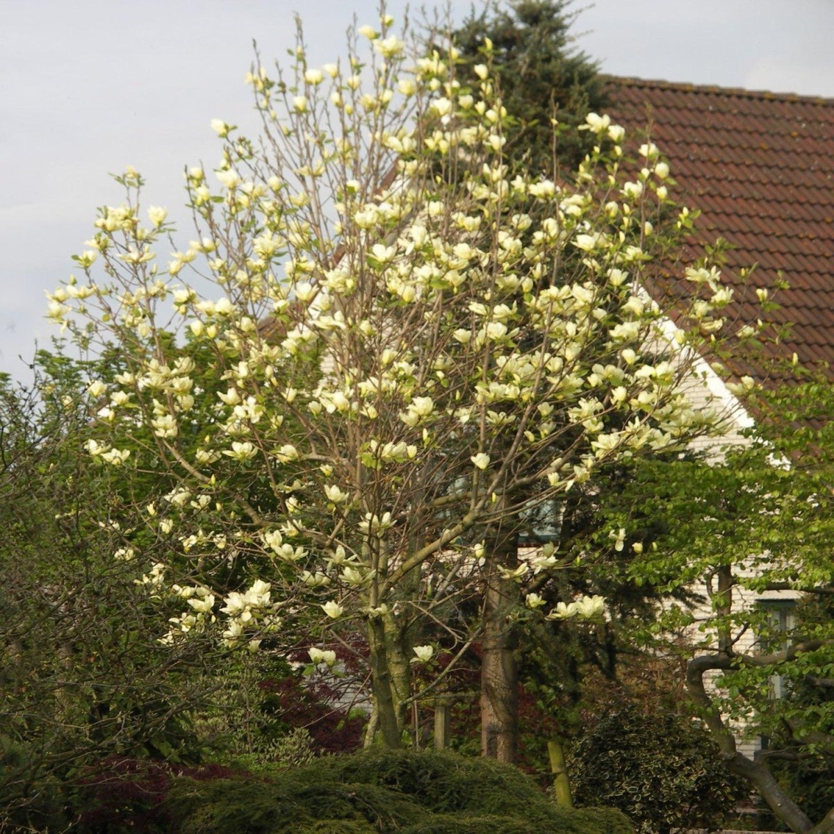 Elizabeth Magnolia - LandscapeDirect
