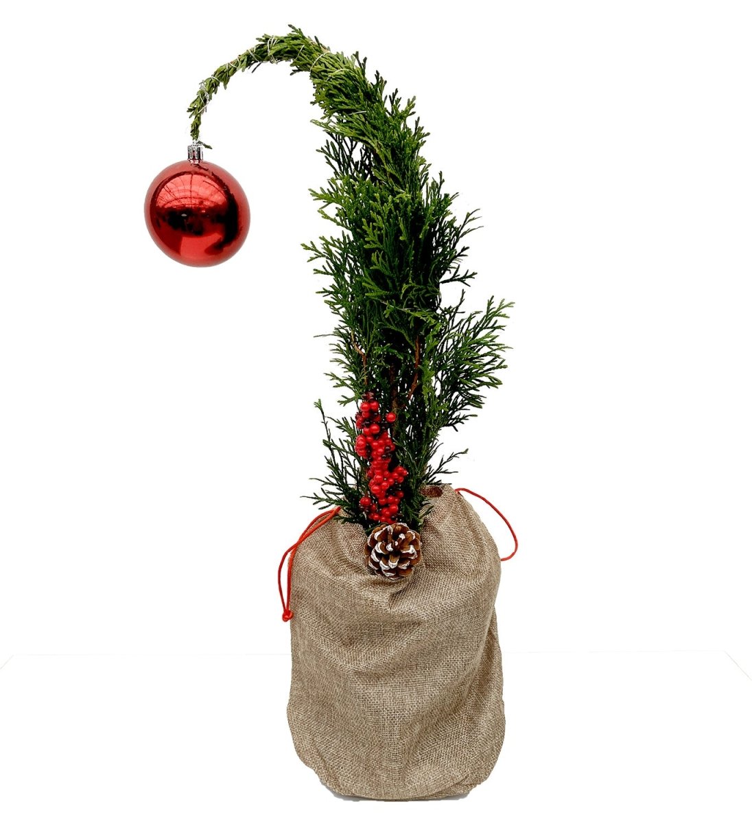 Emerald Cedar Grinch Tree - LandscapeDirect
