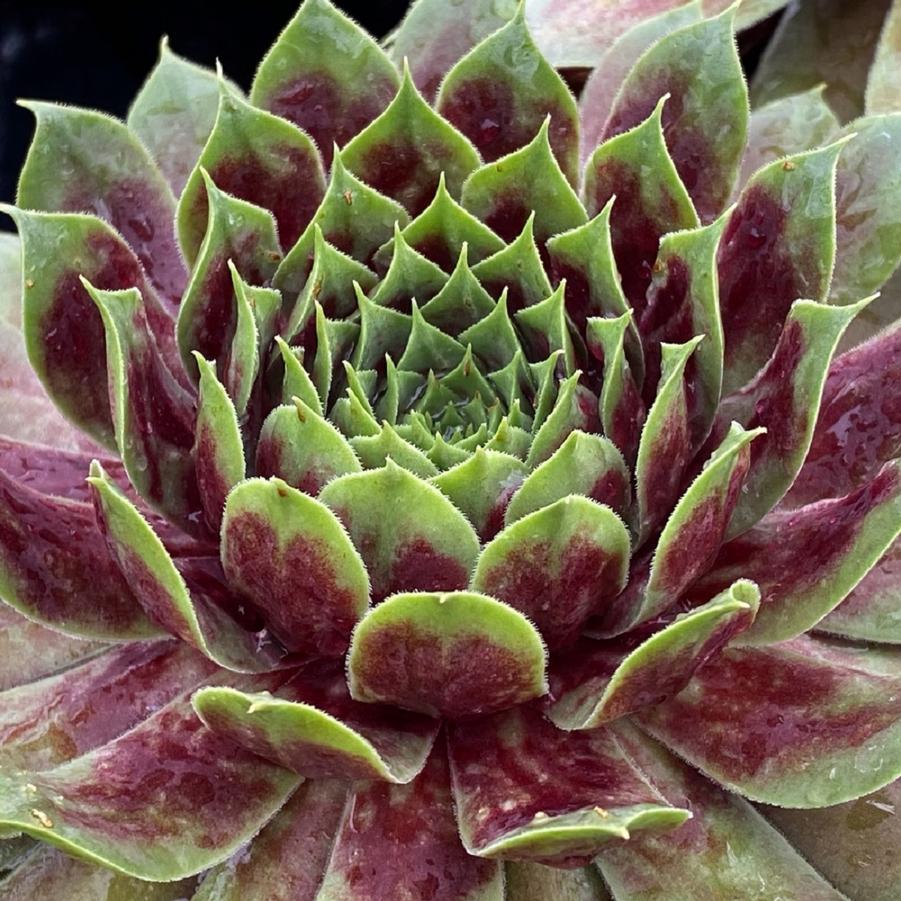 Emerald Explosion Hens and Chicks - LandscapeDirect