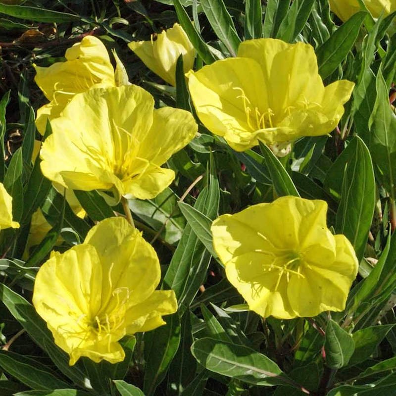 Evening Primrose / Ozark Sundrops - LandscapeDirect