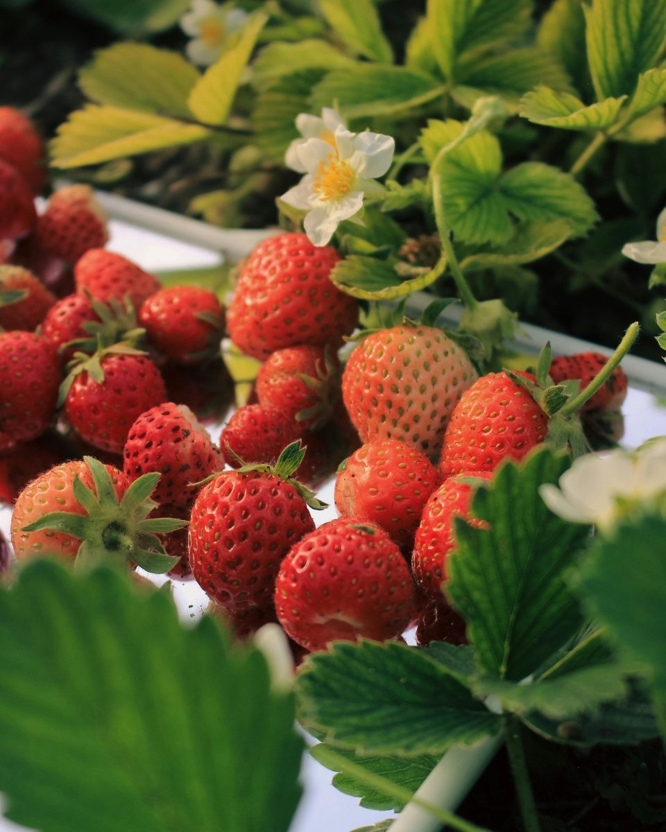 Everbearing Strawberries - LandscapeDirect