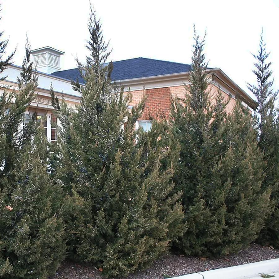 Fairview Chinese Juniper - LandscapeDirect