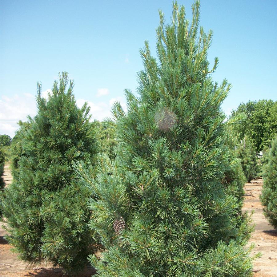 Fastigiate Eastern White Pine - LandscapeDirect