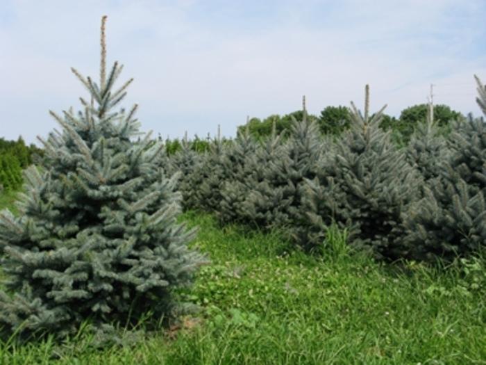 Fat Albert Colorado Spruce - LandscapeDirect