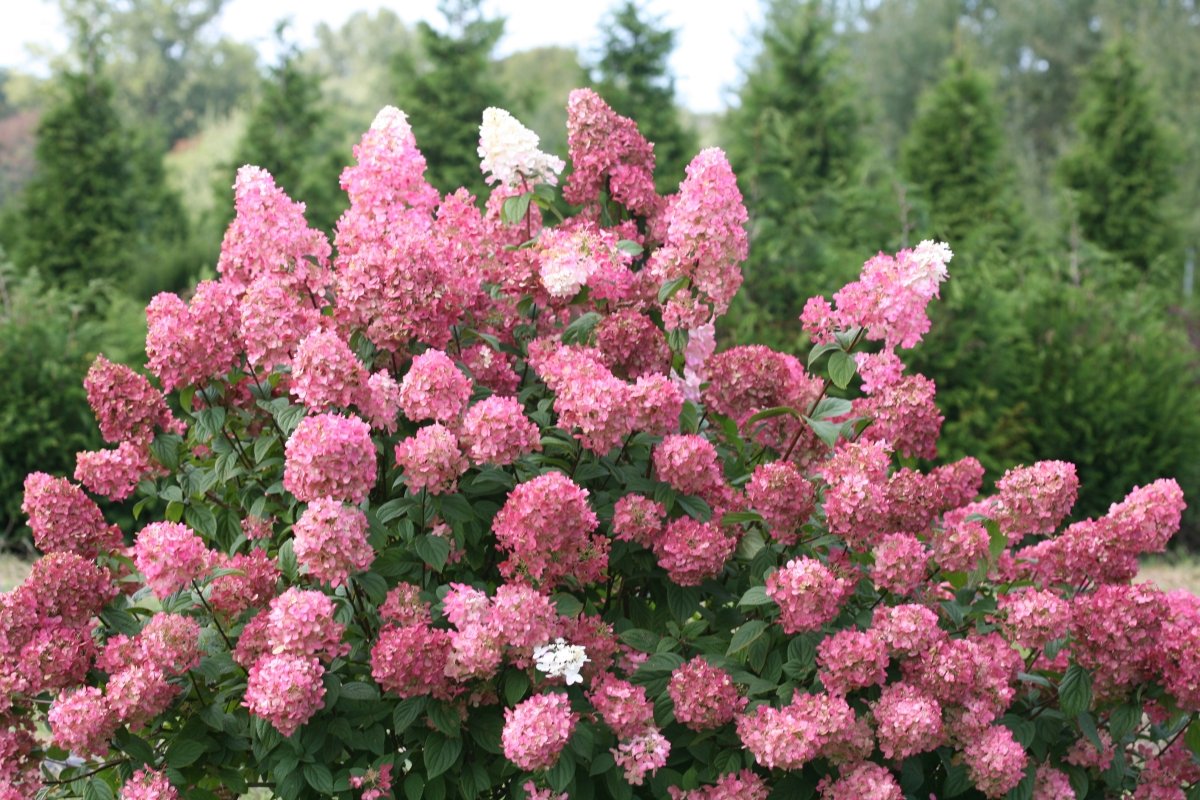 Fire Light Panicle Hydrangea – LandscapeDirect