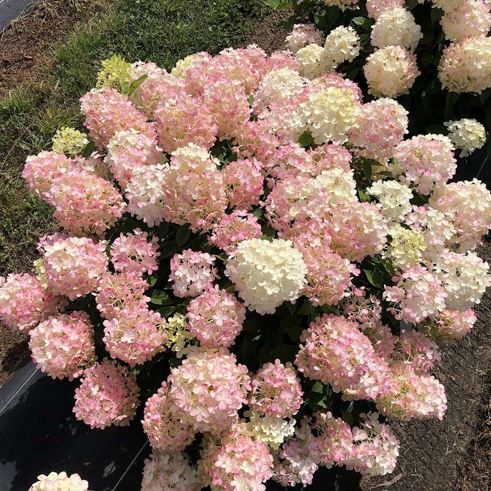 Fire Light Tidbit Hydrangea – LandscapeDirect