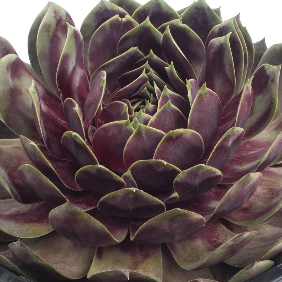 Fire Quartz Hens and Chicks - LandscapeDirect