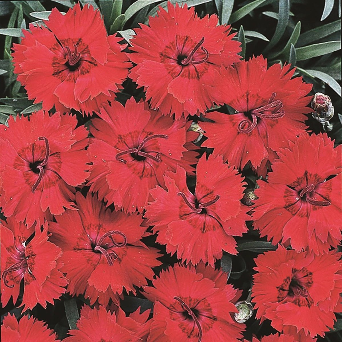 Fire Star Improved Dianthus - LandscapeDirect