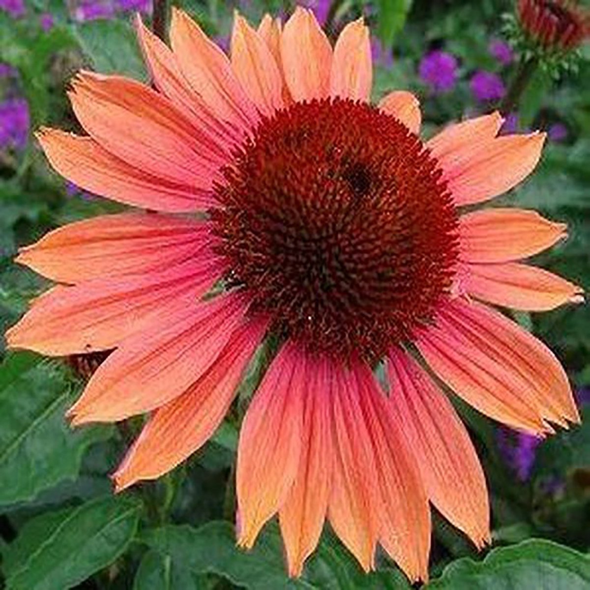 Firefinch Coneflower - LandscapeDirect