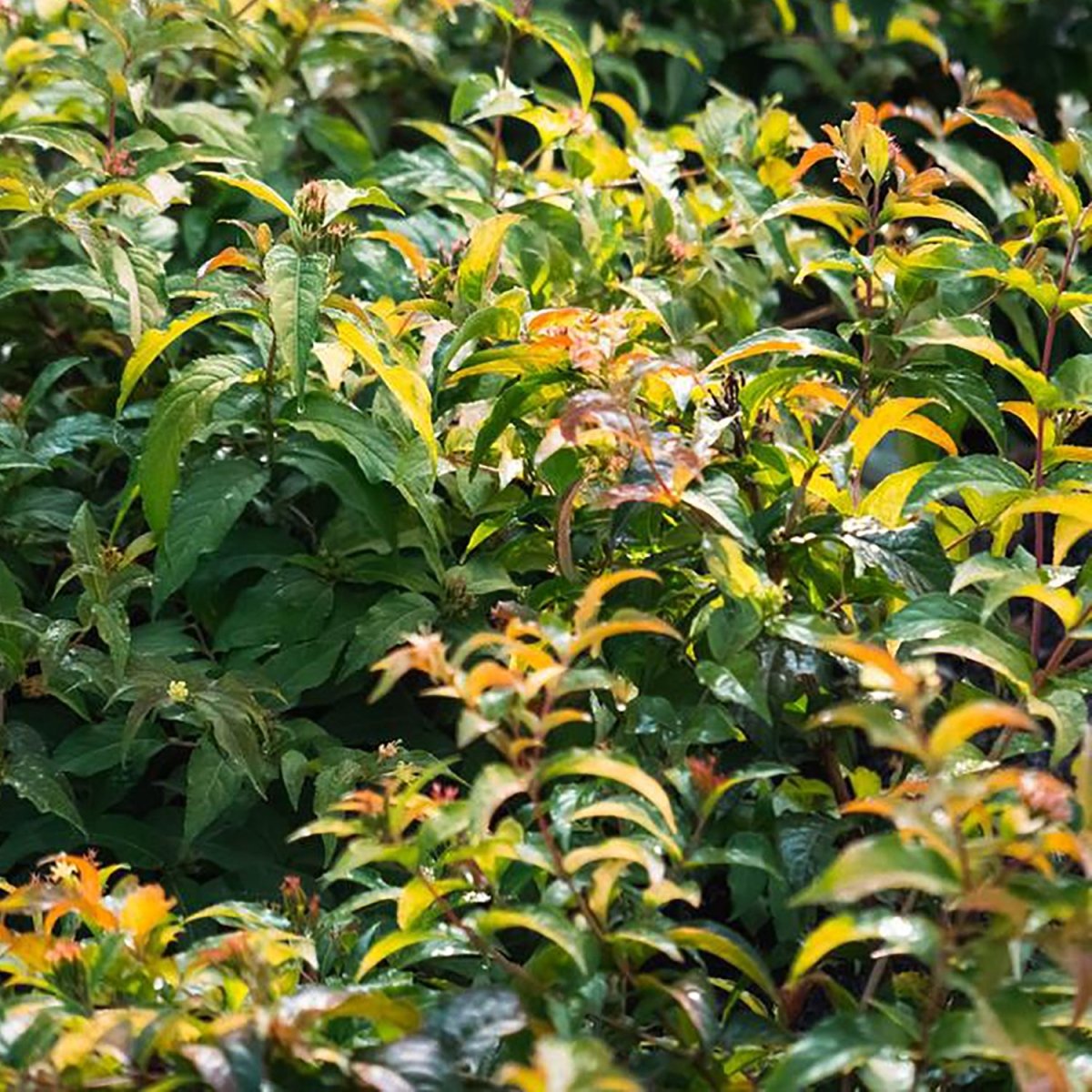 Firefly Southern Bush Honeysuckle - LandscapeDirect