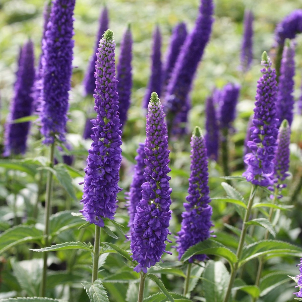 First Glory Speedwell – LandscapeDirect