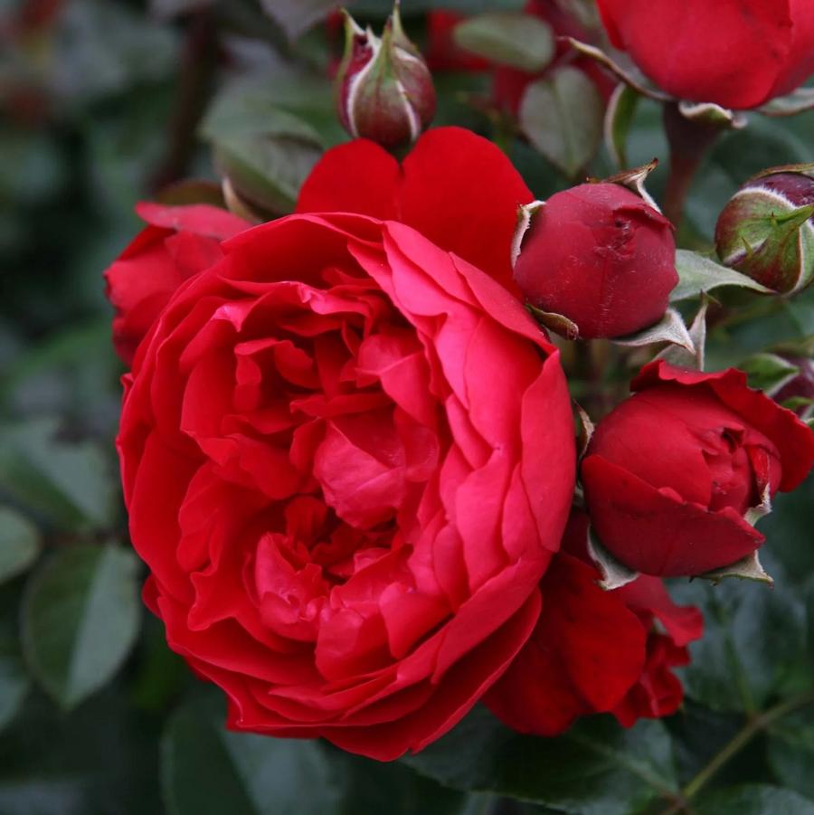 Florentina Arborose Rose - LandscapeDirect