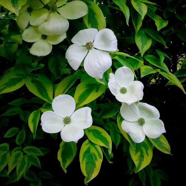 Flowering Dogwood - LandscapeDirect
