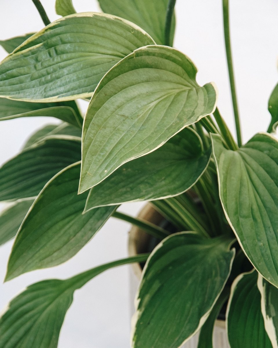 Francee Hosta - LandscapeDirect