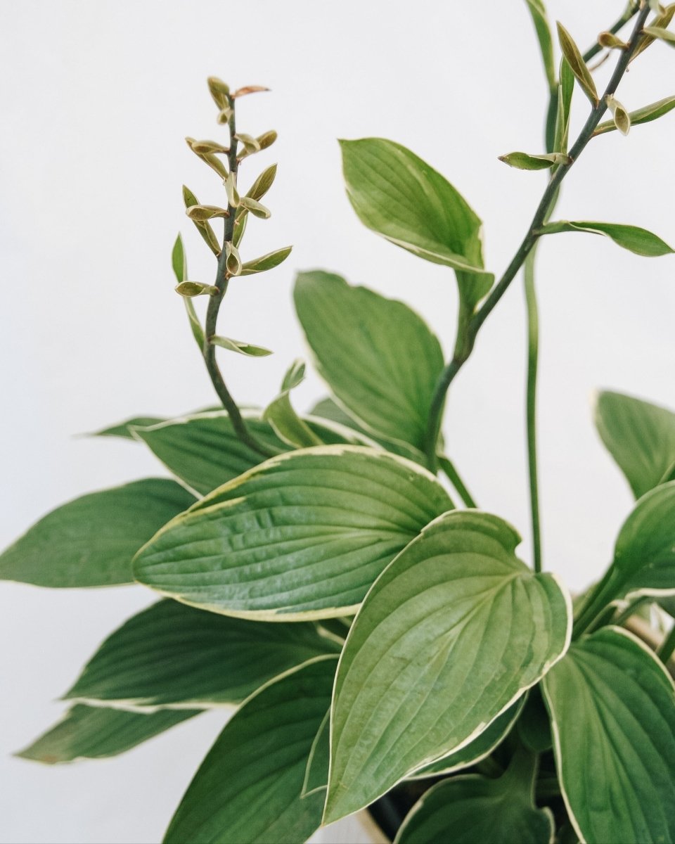 Francee Hosta - LandscapeDirect