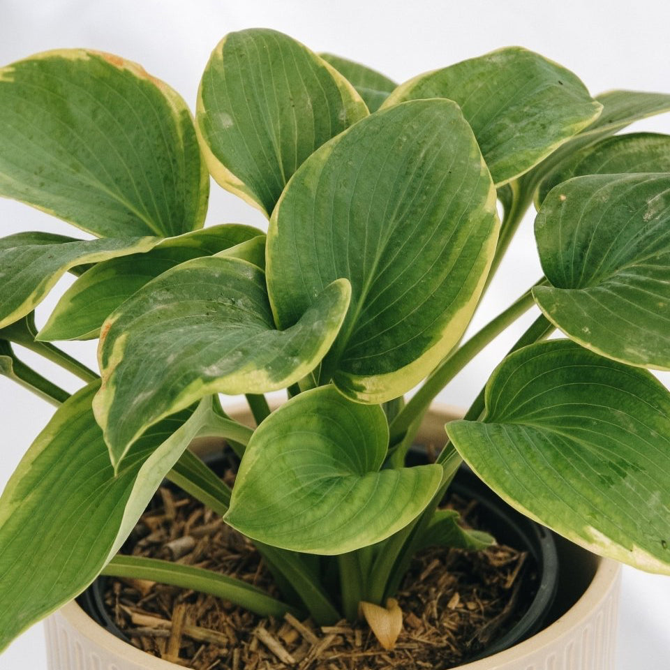 Frances Williams Hosta - LandscapeDirect