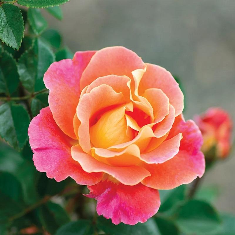 Fruity Petals Rose - LandscapeDirect