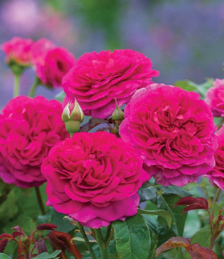 Gabriel Oak English Rose - LandscapeDirect