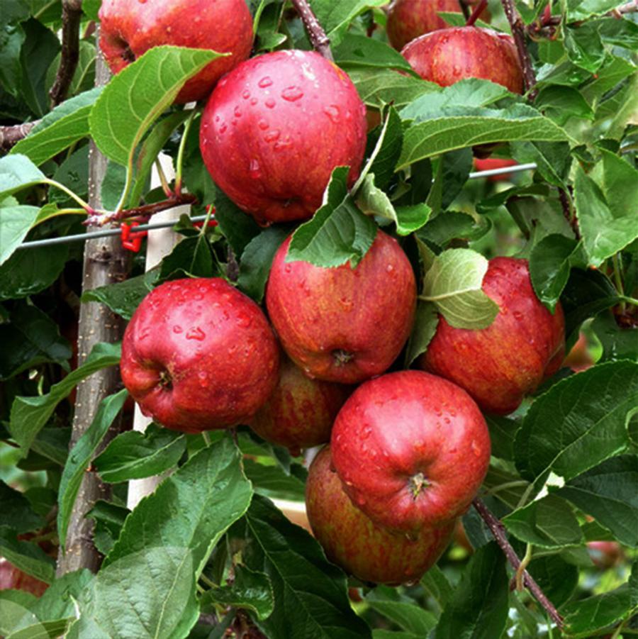 Gala Apple - LandscapeDirect