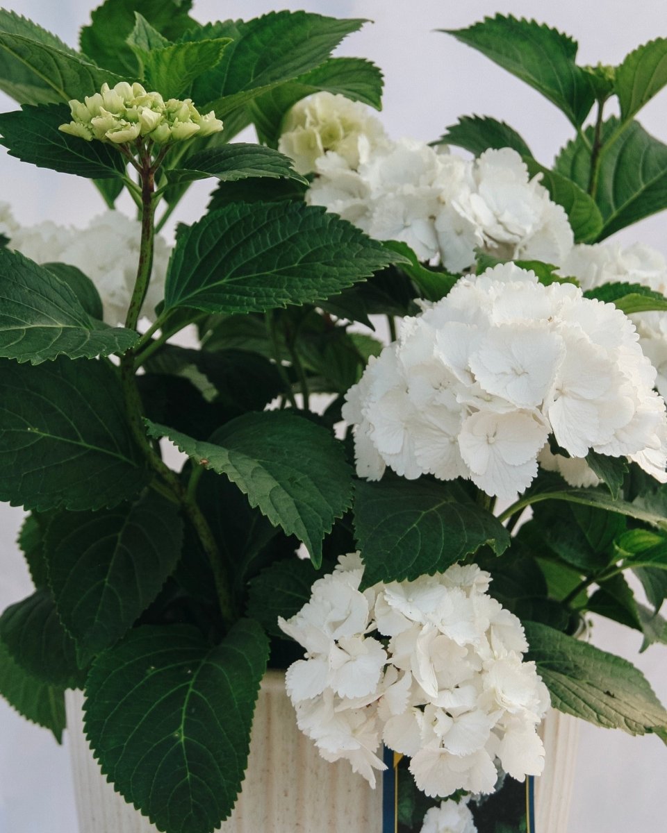 Galaxy White Bigleaf Hydrangea - LandscapeDirect