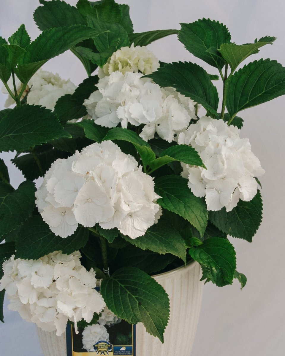 Galaxy White Bigleaf Hydrangea - LandscapeDirect