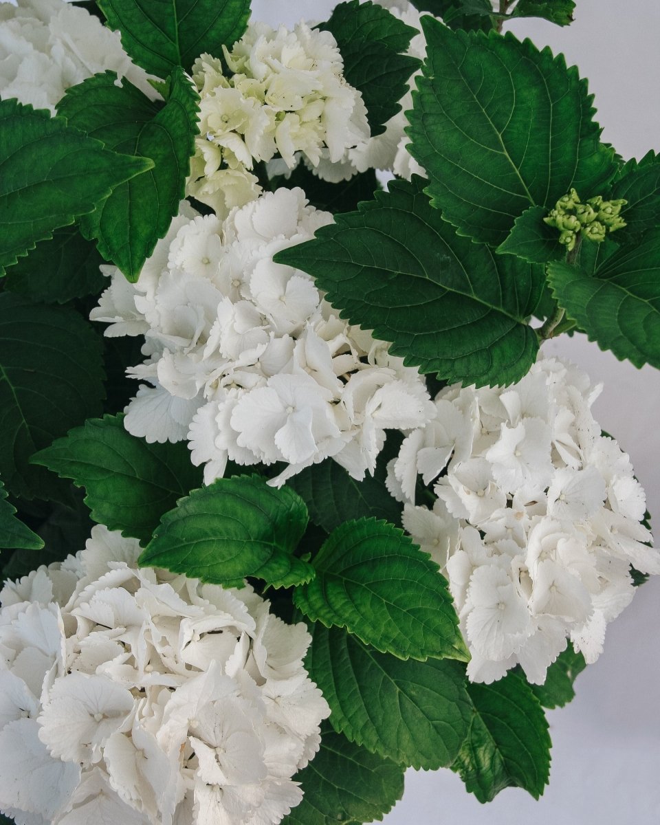 Galaxy White Bigleaf Hydrangea - LandscapeDirect