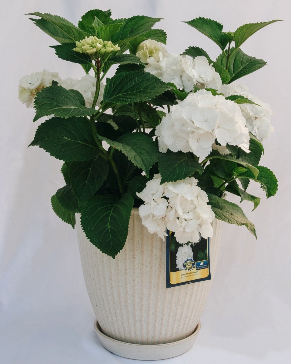 Galaxy White Bigleaf Hydrangea - LandscapeDirect