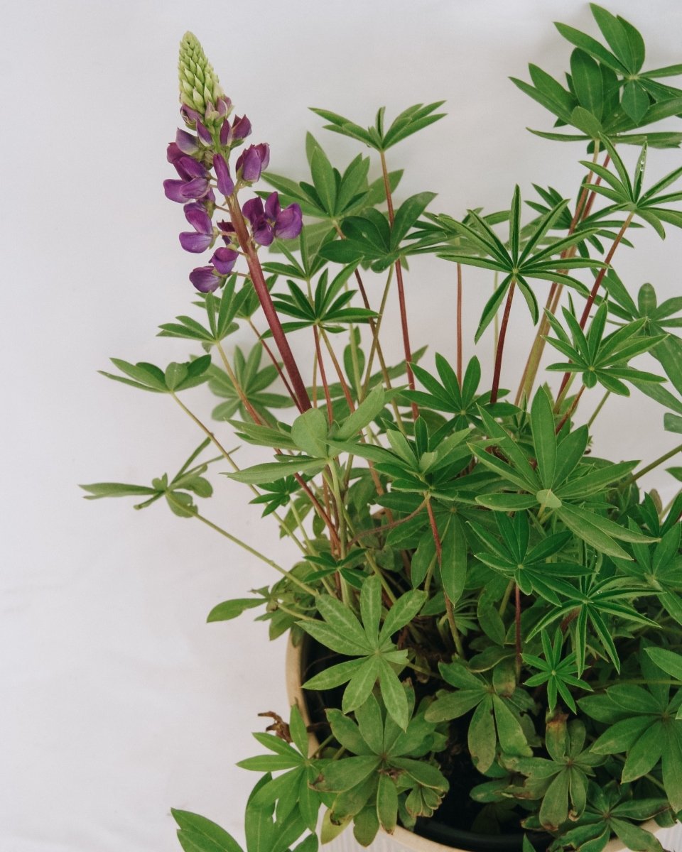 Gallery Blue Lupine - LandscapeDirect