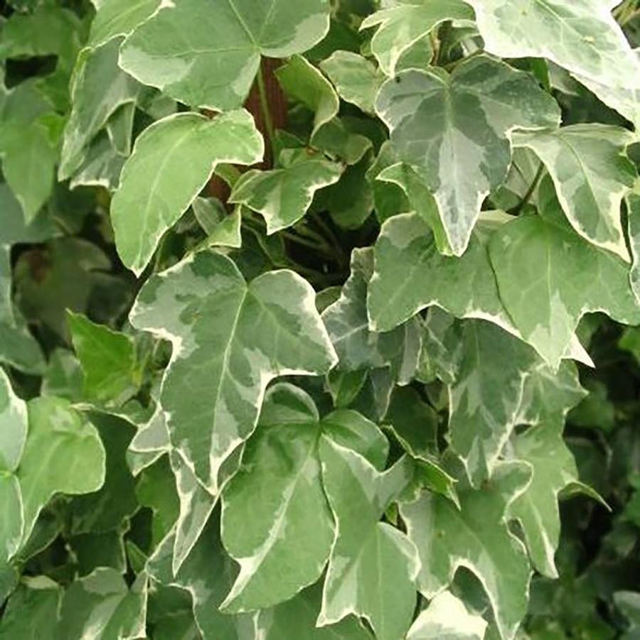 Glacier Ivy - LandscapeDirect