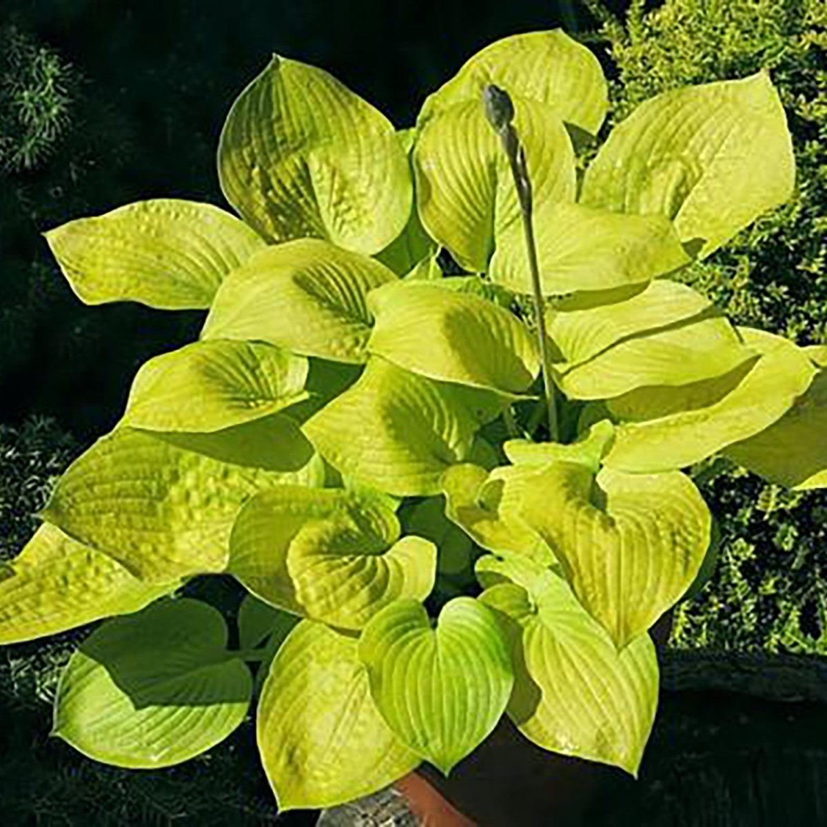 Glad Tidings Hosta - LandscapeDirect