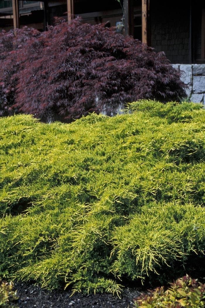 Gold Coast Juniper - LandscapeDirect