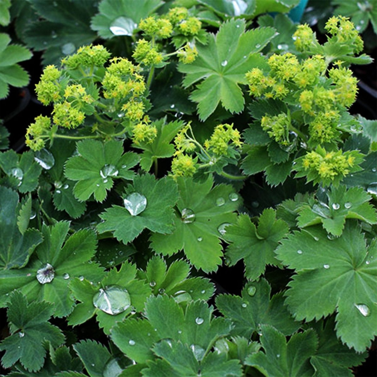 Gold Strike Lady's Mantle - LandscapeDirect